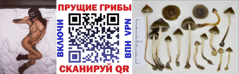 Галлюциногенные грибы Magic Shrooms  это состав  Людиново  закладки  KRAKEN как зайти 